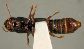 Media type: image;   Entomology 27497 Aspect: habitus ventral view